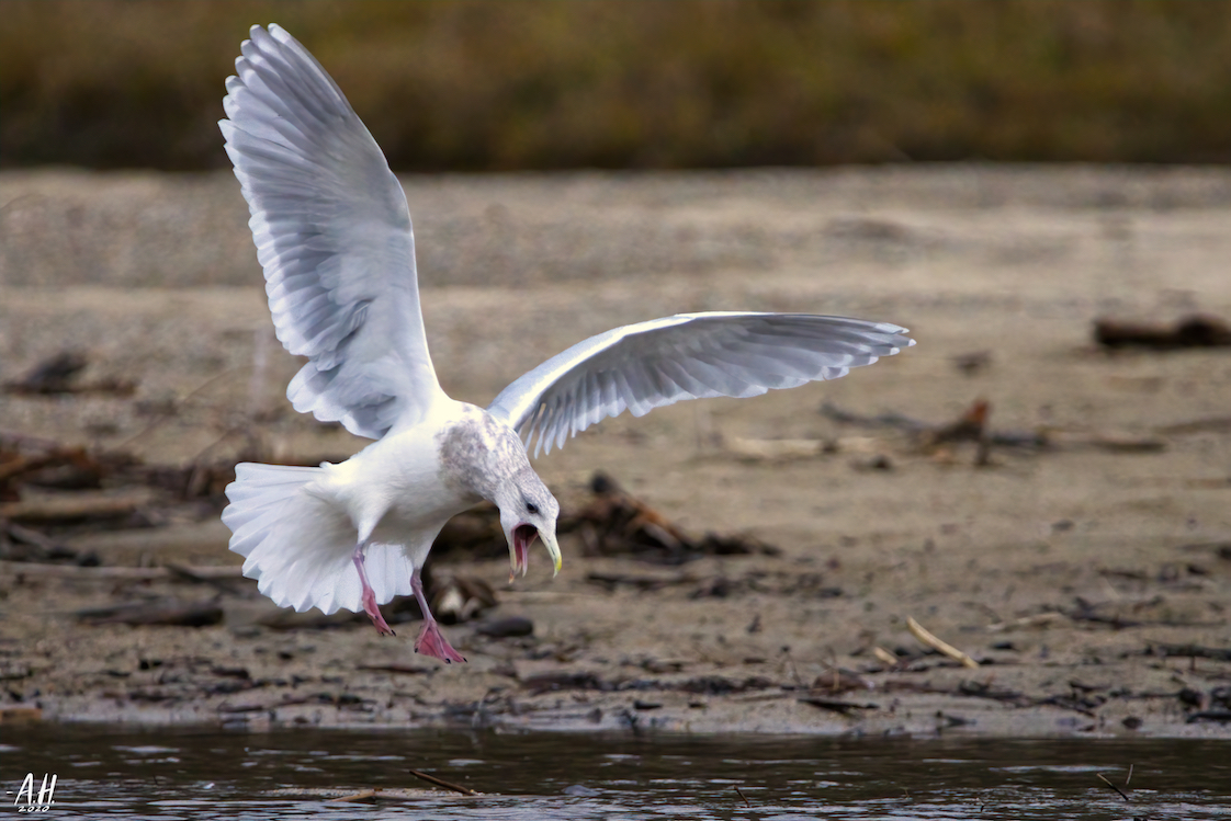 Seagull IMG 6948